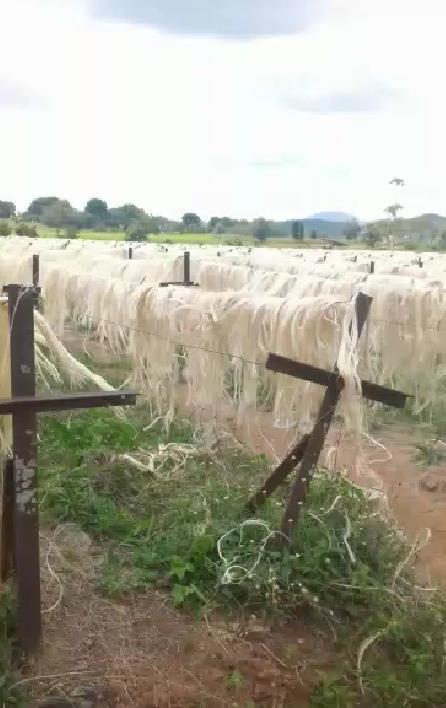 Sisal Fibers